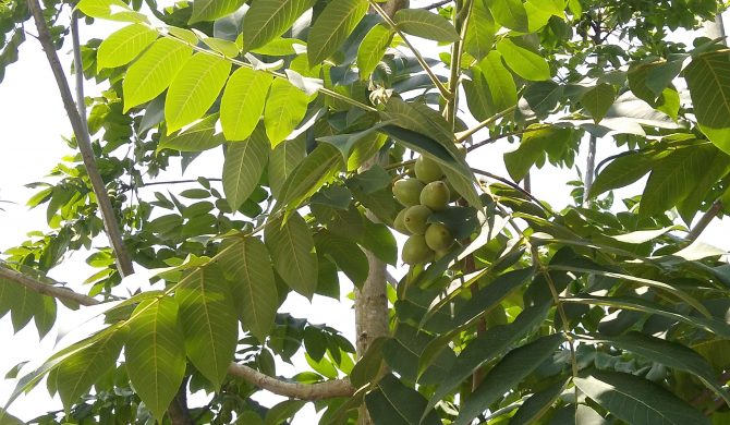 fındık ceviz tanıtım